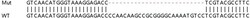 Abcam&nbsp;Human HMGB2 knockout HEK-293T cell lysate.