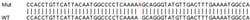 Abcam Human ADAR (ADAR1) knockout HEK-293T cell lysate.