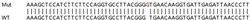 Abcam Human PSMB8 (Proteasome 20S LMP7) knockout A549 cell lysate.