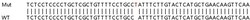 Abcam&nbsp;Human TNFAIP3 knockout A549 cell lysate.