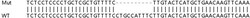 Abcam&nbsp;Human TNFAIP3 knockout A549 cell lysate.