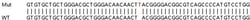 Abcam&nbsp;Human TGM2 (Transglutaminase 2) knockout A549 cell lysate.