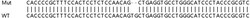 Abcam&nbsp;Human TGM2 (Transglutaminase 2) knockout HeLa cell lysate.