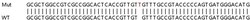Abcam&nbsp;Human CA2 (Carbonic anhydrase 2) knockout HEK-293T cell lysate.