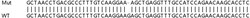 Abcam&nbsp;Human ATF3 knockout A549 cell lysate.