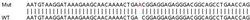 Abcam&nbsp;Human FYN knockout HEK-293T cell lysate.