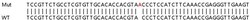 Abcam Human Lgals9 (galectin 9/Gal-9) knockout A549 cell lysate.