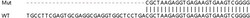 Abcam&nbsp;Human LGALS1 (Galectin 1) knockout HEK-293T cell lysate.