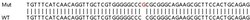 Abcam&nbsp;Human ITGA6 (Integrin alpha 6) knockout HeLa cell lysate.