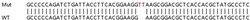 Abcam&nbsp;Human IRF3 knockout A549 cell lysate.