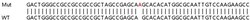 Abcam&nbsp;Human GPX1 (Glutathione Peroxidase 1) knockout HEK-293T cell lysate.