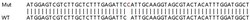 Abcam&nbsp;Human EIF2AK4 (GCN2) knockout HEK-293T cell lysate.