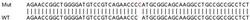 Abcam&nbsp;Human CDKN1A knockout HCT116 cell lysate.