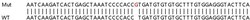 Abcam&nbsp;Human BMI1 knockout MCF7 cell lysate.