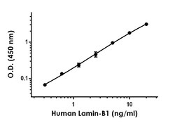 Abcam Human Lamin B1 Antibody Pair - BSA and Azide free, 10 x 96 Tests