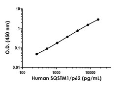 Abcam&nbsp;Human SQSTM1/p62 Antibody Pair - BSA and Azide free, 10 x 96 Tests