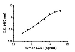 Abcam Human SGK1 Antibody Pair - BSA and Azide free, 10 x 96 Tests