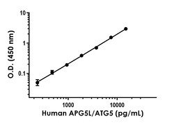 Abcam Human APG5L/ATG5 Antibody Pair - BSA and Azide free, 10 x 96 Tests