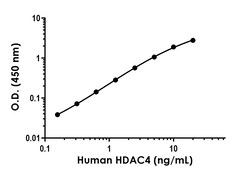 Abcam Human/Mouse HDAC4 Antibody Pair - BSA and Azide free, 10 x 96 Tests