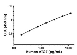 Abcam&nbsp;Human ATG7 Antibody Pair - BSA and Azide free, 10 x 96 Tests
