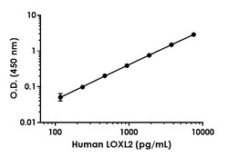 Abcam Human LOXL2 Antibody Pair - BSA and Azide free, 10 x 96 Tests