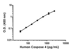 Abcam Human Caspase 4 Antibody Pair - BSA and Azide free, 10 x 96 Tests