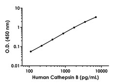 Abcam&nbsp;Human Cathepsin B Antibody Pair - BSA and Azide free, 10 x 96 Tests
