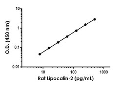 Abcam&nbsp;Rat Lipocalin-2 Antibody Pair - BSA and Azide free, 10 x 96 Tests