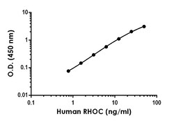 Abcam Human RHOC Antibody Pair - BSA and Azide free, 10 x 96 Tests