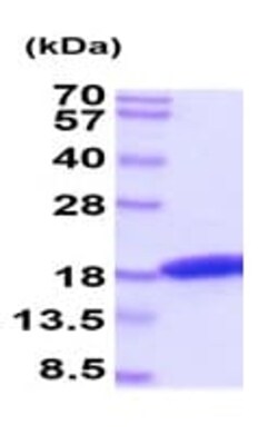 Abcam Recombinant Cat Interferon gamma protein (His tag), 50UG