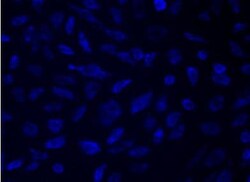 Abcam&nbsp;Mitochondrial Staining Kit - Blue - Cytopainter.