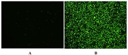 Abcam Caspase-6 (active) Staining Kit - Green Fluorescence.