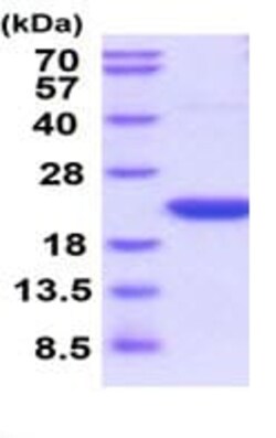 Abcam Recombinant rat Cyclophilin F protein (Active), 20UG