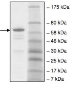 Abcam Recombinant Human L3MBTL1 protein, 100UG, Quantity: Each of 1