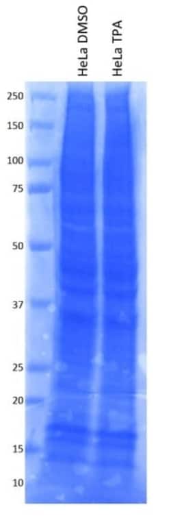 Abcam&nbsp;HeLa Signaling Cascade Whole Cell Lysate Set: PMA-Treated and Vehicle-Treated Control, 2UNIT