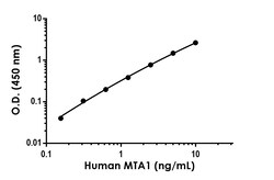 Abcam&nbsp;Human/Mouse MTA1 Antibody Pair - BSA and Azide free, 10 x 96 Tests