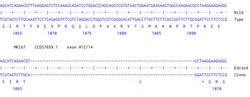 Abcam Human MKI67 knockout HCT116 cell line