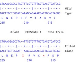 Abcam Human SEMA4D knockout A549 cell line