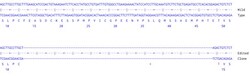 Abcam Human NANOG knockout A549 cell line