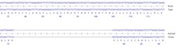 Abcam Human CSF1 knockout A549 cell line