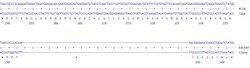 Abcam Human ARNTL knockout A549 cell line