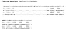 Abcam Human PTN knockout U-87 MG cell line