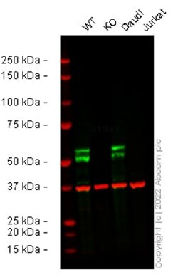 Abcam&nbsp;Human MEF2C knockout THP-1 cell line