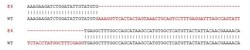 Abcam Human MLH1 knockout A549 cell lysate.