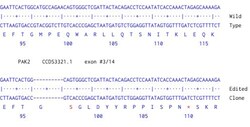 Abcam&nbsp;Human PAK2 knockout HCT116 cell line