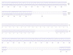 Abcam Human KAT2A knockout A549 cell line