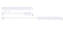 Abcam Human E2F1 knockout HCT116 cell line