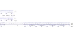 Abcam&nbsp;Human ARID1B knockout HCT116 cell line