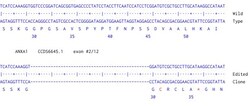 Abcam&nbsp;Human ANXA1 knockout A549 cell line