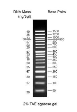 Abcam 100 bp DNA Ladder, 500UL